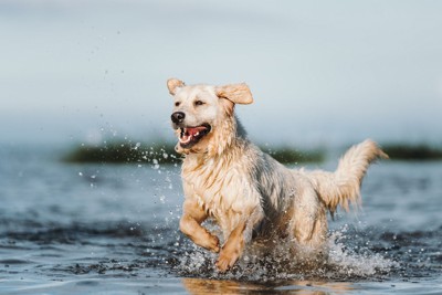 海で遊ぶ大型犬