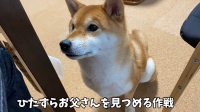 可愛いお顔でじーっ♡