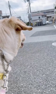 「はっけん!!」