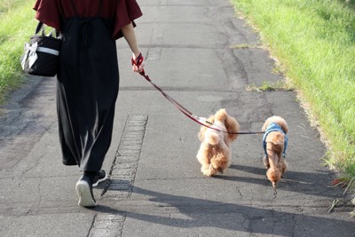 お散歩する2匹の後ろ姿