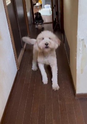 大喜びするカールちゃん