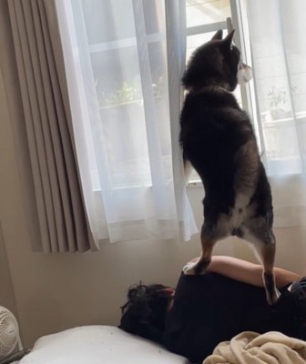 窓の右を見つめる犬