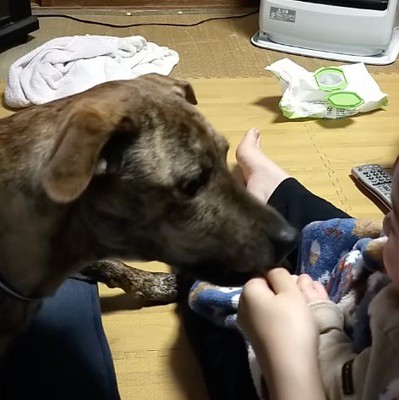 赤ちゃんが握っていたおやつを食べる犬