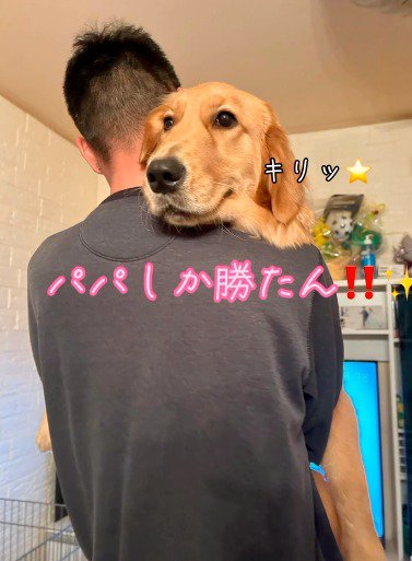 男性に抱っこされて遠くを見つめる犬