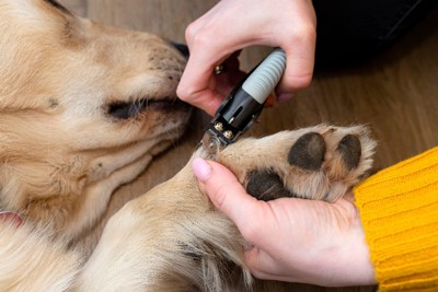 爪切りをしている犬