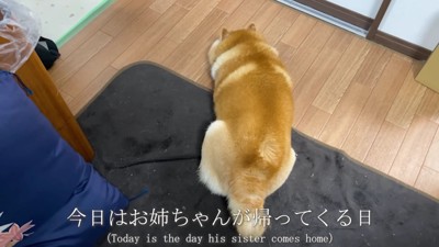 柴犬のらんまるくん