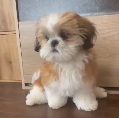 おすわり