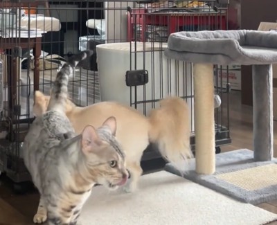 離れていく猫とケージへ向かう犬