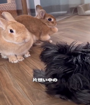 うさぎ2匹と犬3