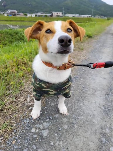 屋外で座るジャックラッセルテリア