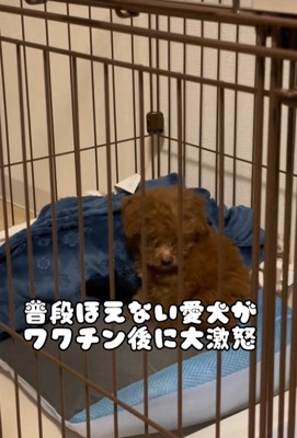 注射後のむぎ君2