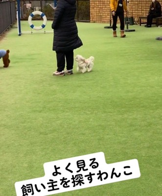 ドッグランに来た菊理ちゃん