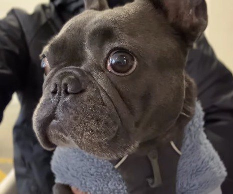 カメラから視線を外す犬