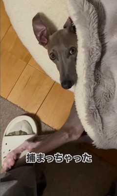 クッションに潜むプットくん2