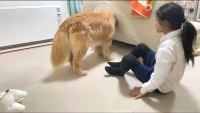 大型犬の体の下から這い出る女の子