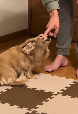 お鼻の上をツンツンしながらお説教