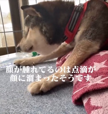 体を起こそうとする犬