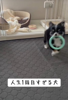 ウキウキな姿が可愛い♪