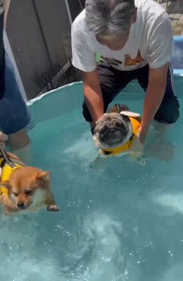 プールを楽しむ2匹