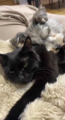 犬に抱きつかれて目を細める猫