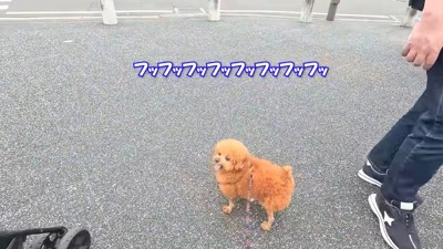 確かに唐揚げっぽい…!