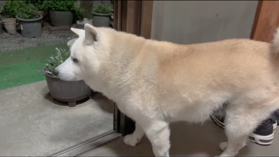 玄関から外を眺める犬