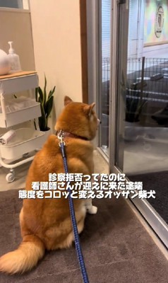 病院嫌いな柴犬