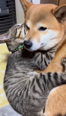 犬の首に前足を回して抱きつく猫
