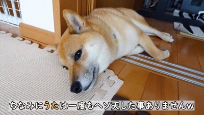 横になりながら姉犬を見つめる妹犬