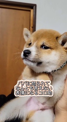 男性から視線を逸らす子犬