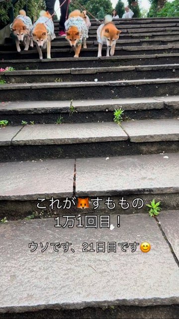 遠くから階段を下りてくる柴犬たち