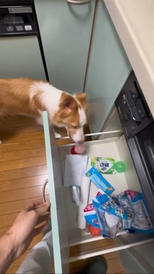 引き出しにボールをいれるボーダーコリー