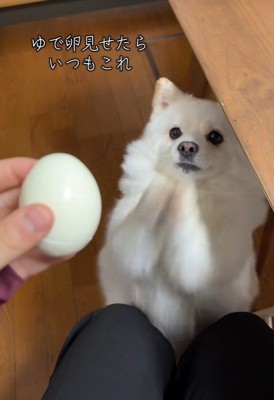 ゆで卵を欲しがるベラちゃん3