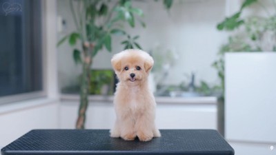 可愛い姿に変身♡