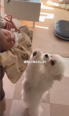 ベポちゃんと赤ちゃん