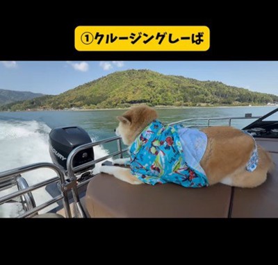 色々な乗り物に乗るおもち君2