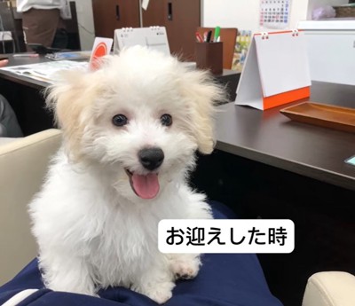 モンくんの成長