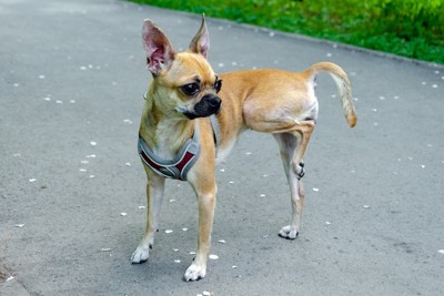 後ろ足を上げた犬