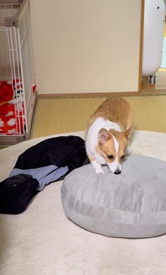 ココちゃんの尊い行動9