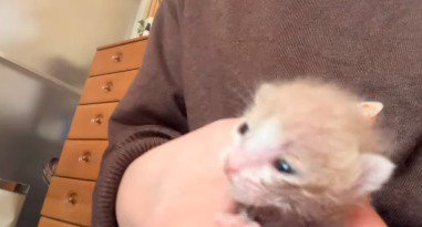 女性に持たれながら部屋を見まわす子猫