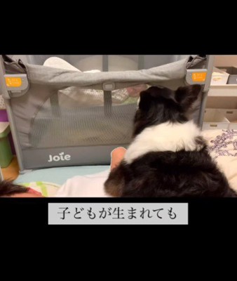 男の子が生まれたら…