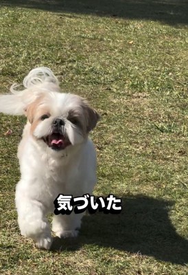 笑顔のピコちゃん