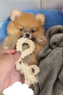 仰向けのまま遊ぶ…