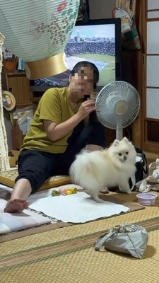 飼い主さんに気づいたポメラニアン