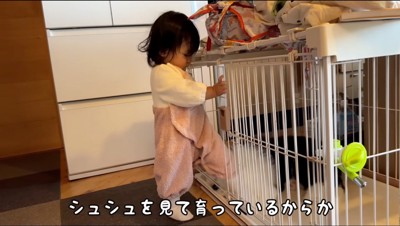 子犬のケージに入る赤ちゃん