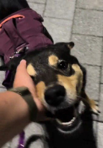 ナデナデを堪能