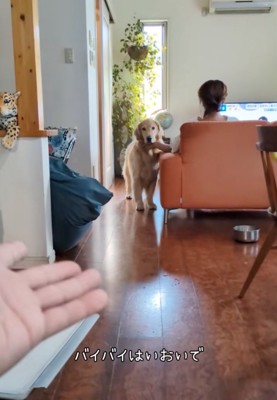 「おいで」と手を差し出す