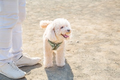 砂の地面、トイプードル