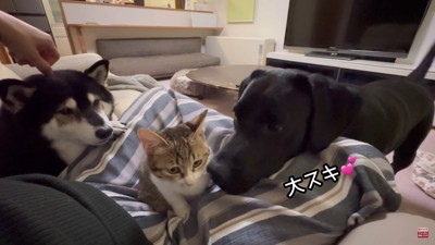 もみじちゃんを囲む大河くん＆銀河くん6