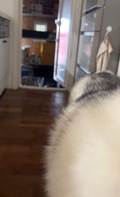 ハスキー3匹を呼んだ時の反応7